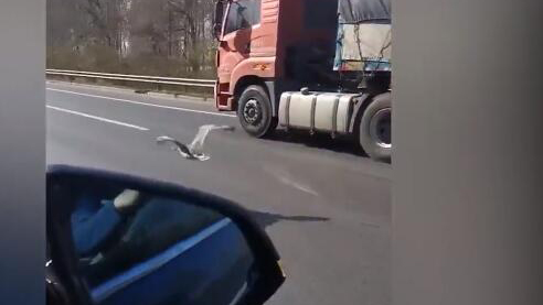 落單大雁高速上貼地趕路