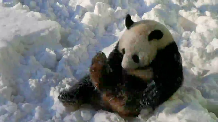 雪停了！國寶“剛剛”出門了！