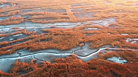 【“飛閱”中國】冬日里的紅海灘別樣美