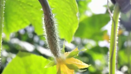 新春走基層：牛家屯的“黃瓜書記”