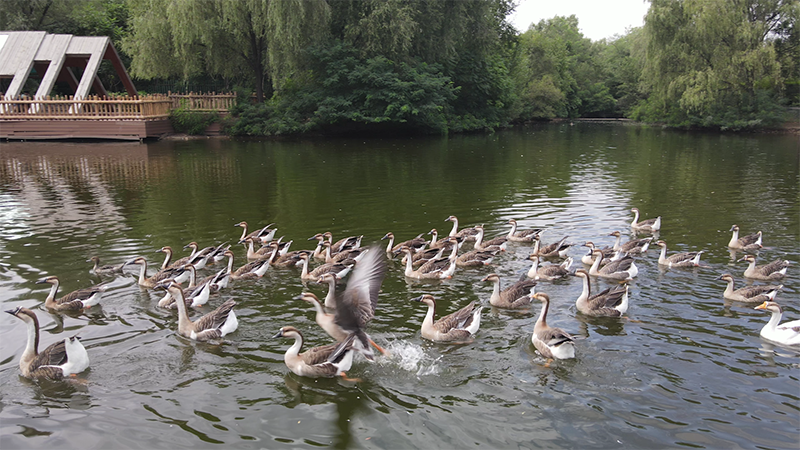 一起來“云”賞鳥類之美