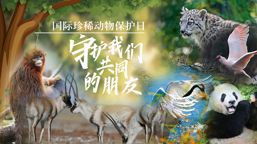 守護我們共同的朋友