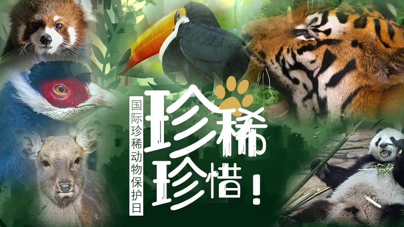 國際珍稀動物保護日|珍惜！