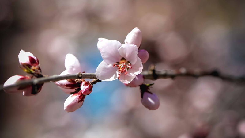 四月芳菲醉 人間仲春時