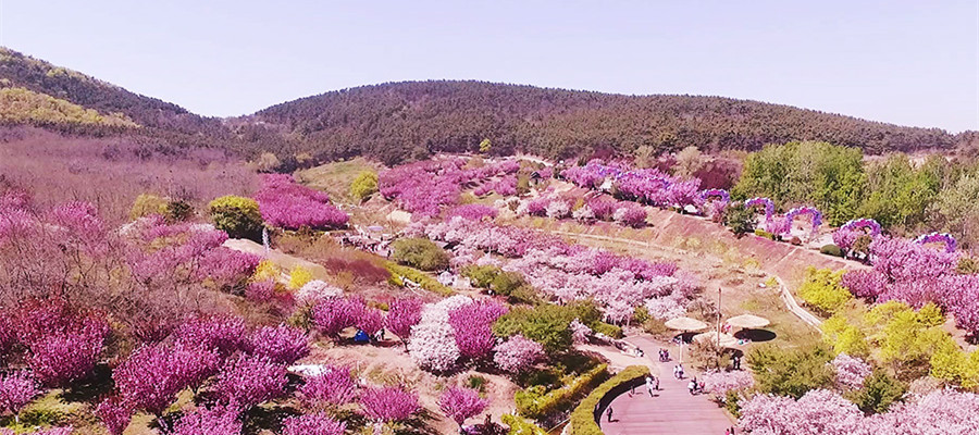 櫻花盛開引游人 共赴浪漫之約