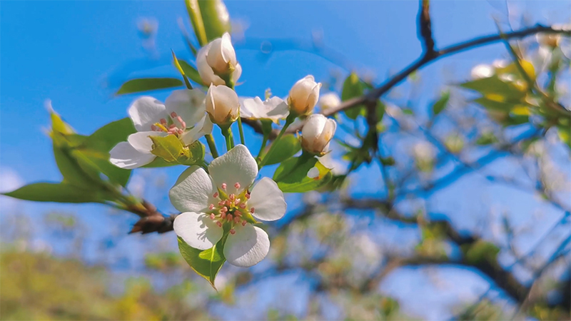 【“飛閱”中國】漫山梨花白