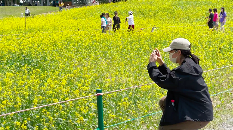 “看，我家門口有片花海！”