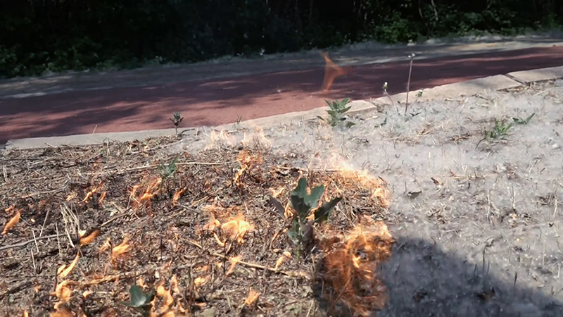 東北“藍朋友”科普“楊樹毛子” “魔性”口音逗樂網友