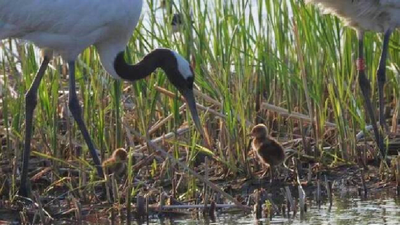野生丹頂鶴破殼記