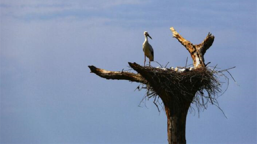 世界環境日｜稀客到！“鳥界國寶”東方白鸛“落戶”石佛寺水庫