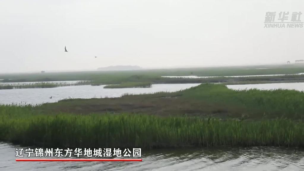 "東方小神鳥"現身錦州濕地小島