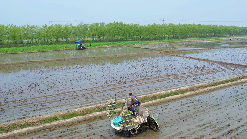 夏種正當時 田間地頭插秧忙