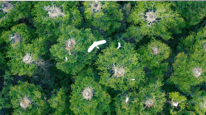 遼陽:蒼鷺翩翩飛 悅動大湯河