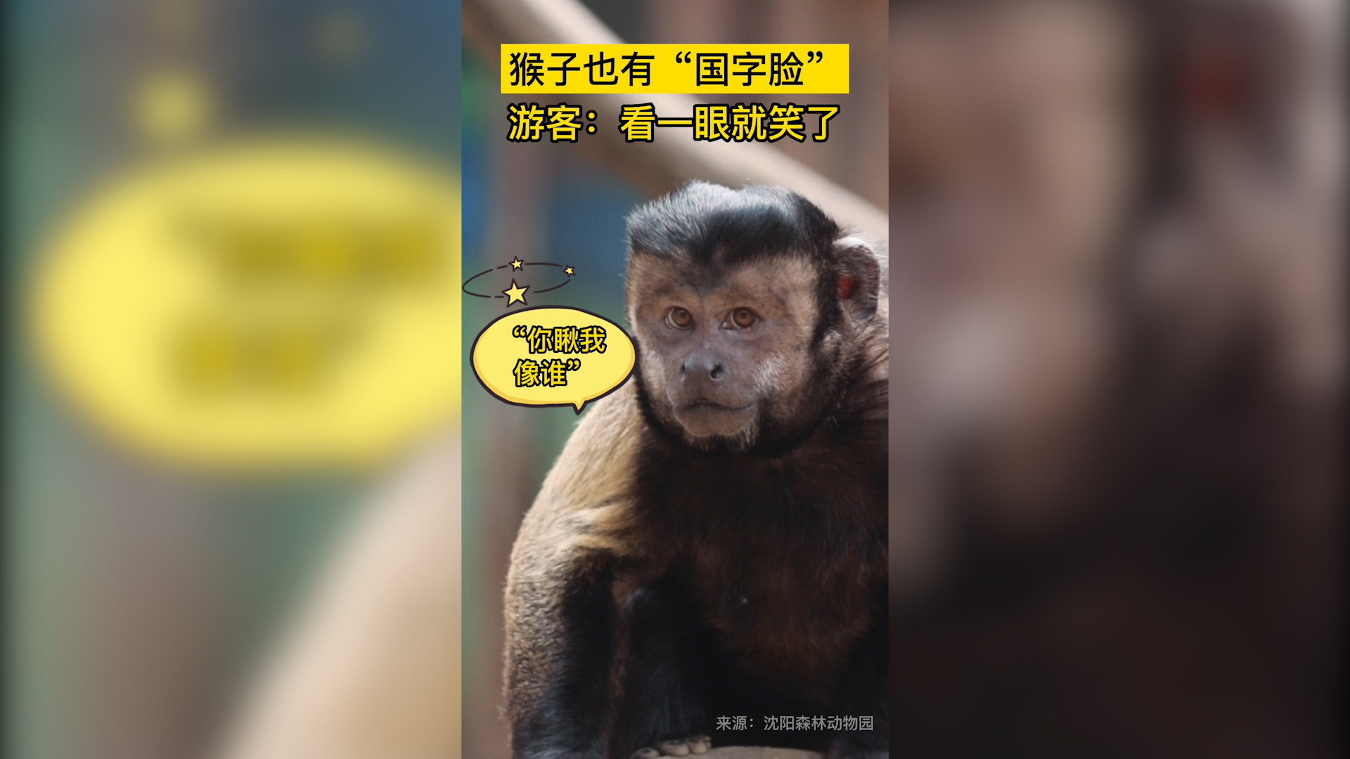 猴子也有“國字臉” 游客：看一眼就笑了