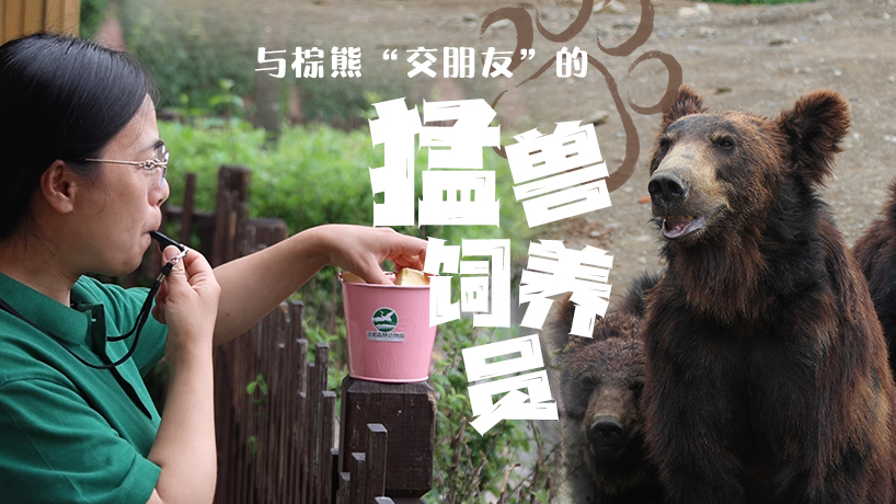 與棕熊“交朋友”的飼養員