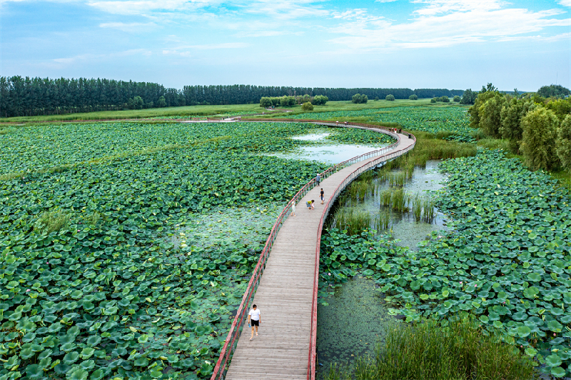 “瞰”遼寧｜遼河七星湖 荷香醉新區