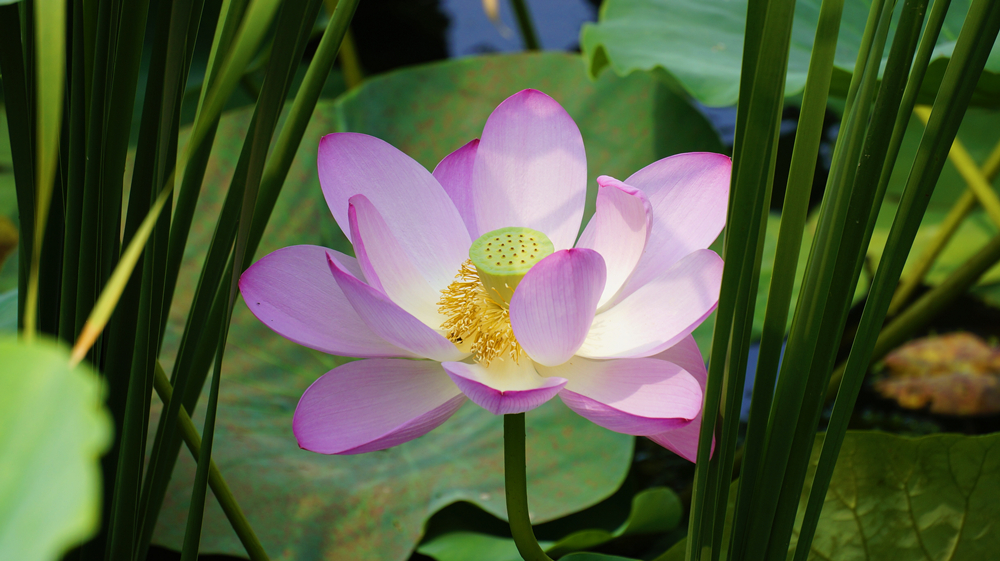 鐵嶺：鄉村荷塘美如畫