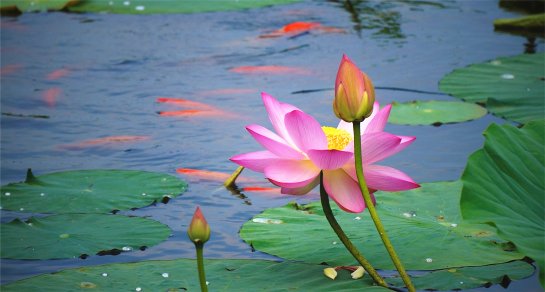 養前村大力發展鄉村旅游 扮靚沈陽城市“后花園”