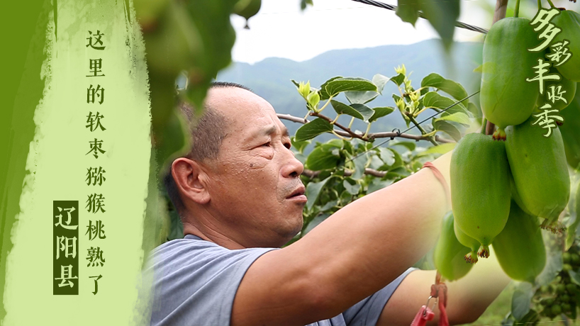 多彩豐收季｜遼陽縣：這里的軟棗獼猴桃熟了！
