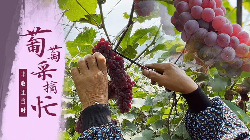 葡萄采摘忙 豐收正當時