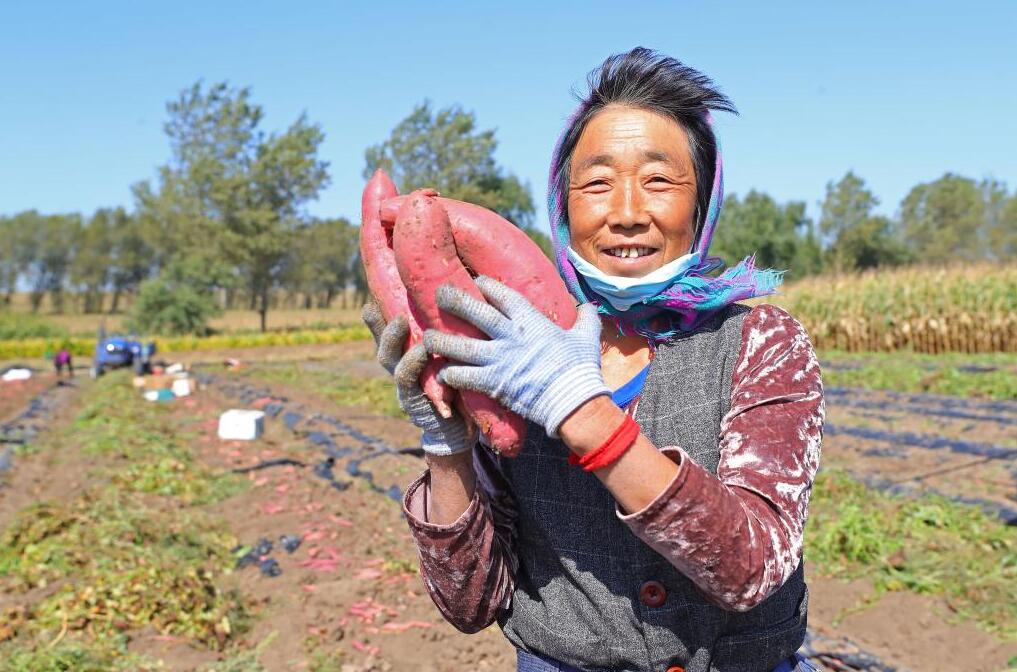 新華全媒+丨糧果豐收在望，農民喜上心頭