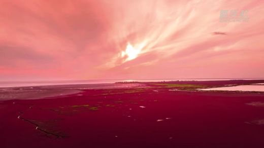 秋天，去遼寧看“紅色海”