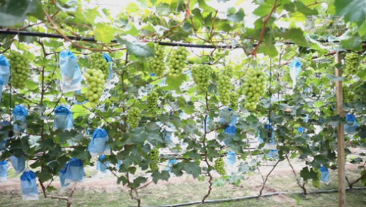 直播間設在葡萄大棚里 豐收年里果農收入多