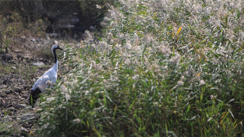 葦海深處富一鄉——遼寧盤錦鄉村產業振興見聞