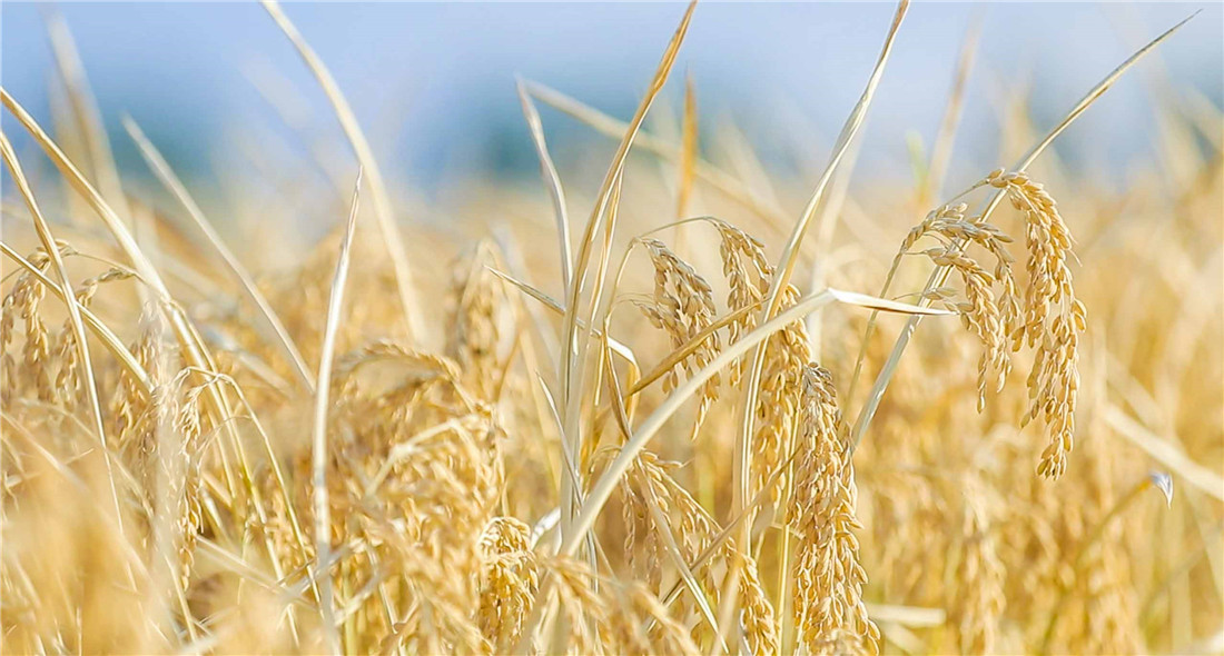 鄉村振興在行動｜沈陽：打造優質農業品牌 讓農民豐收更增收