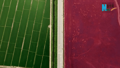 在“國際濕地城市”盤錦遇見“紅色海洋”