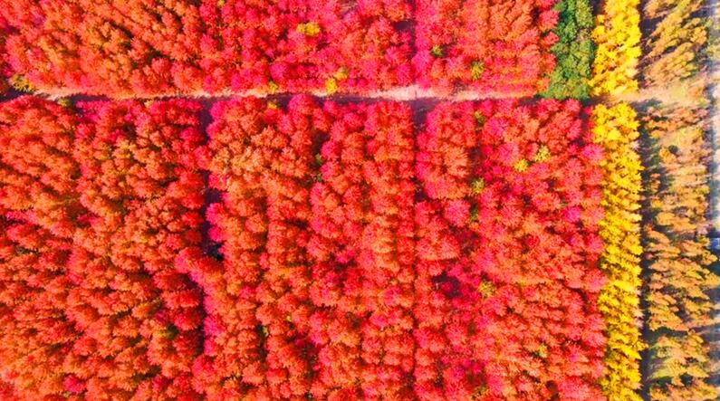 【“飛閱”中國】層林盡染美如畫 彩色苗木引客來