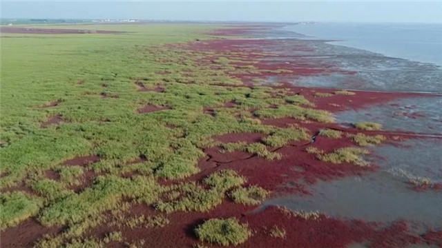 來盤錦看北方濕地四季景色