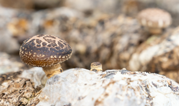 小香菇“長”成振興鄉村“大產業”