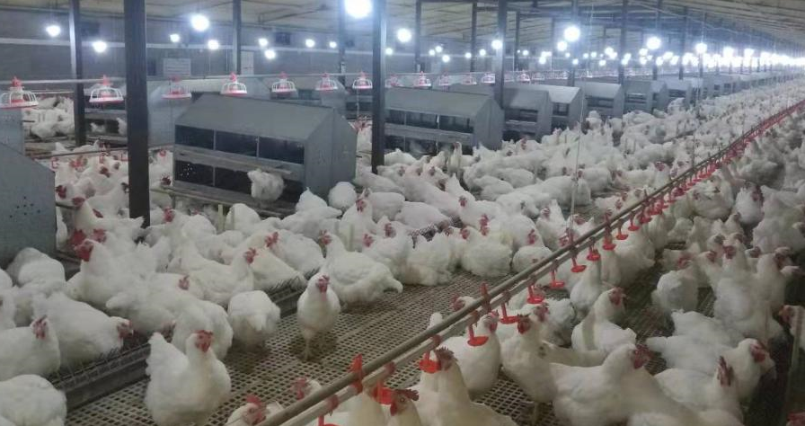 鄉村振興丨山溝溝里有了致富“小生態”