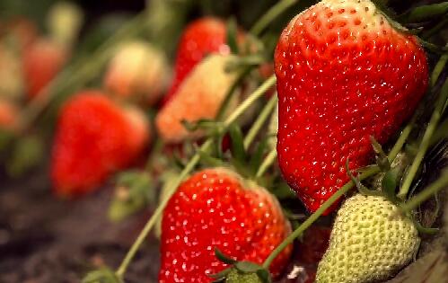 東港：冰天雪地 草莓花兒開