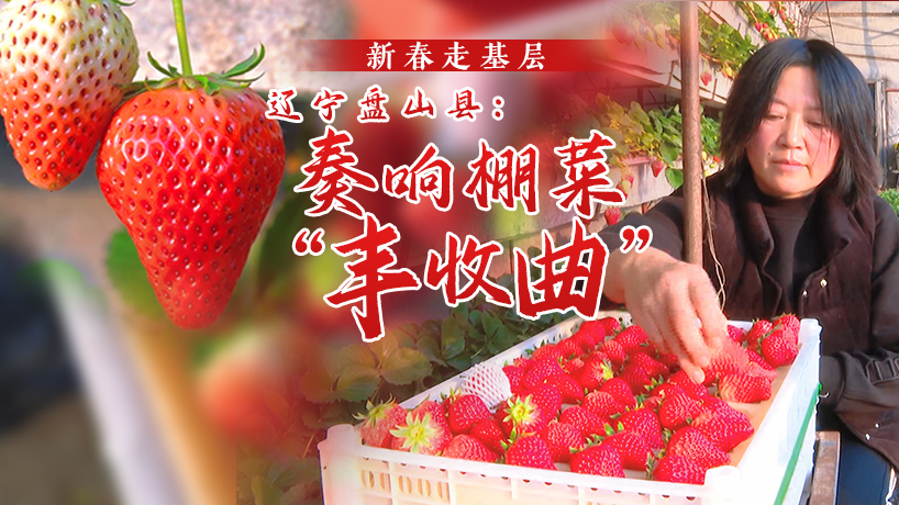 盤山縣：奏響棚菜“豐收曲”