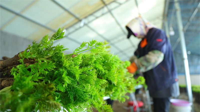 品牌強農 產業振興丨遼寧沈陽：反季刺嫩芽成了“致富芽”