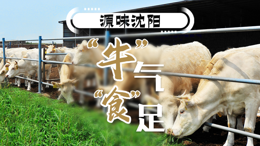 源味沈陽丨法庫牛肉 “牛”氣“食”足