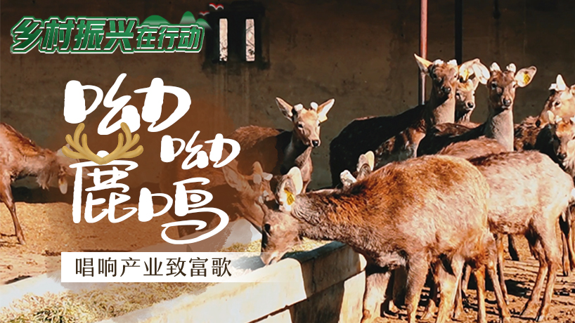 呦呦鹿鳴 唱響產業致富歌