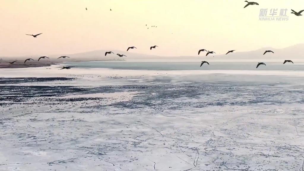 阜新：大漠綠洲迎萬鳥翱翔