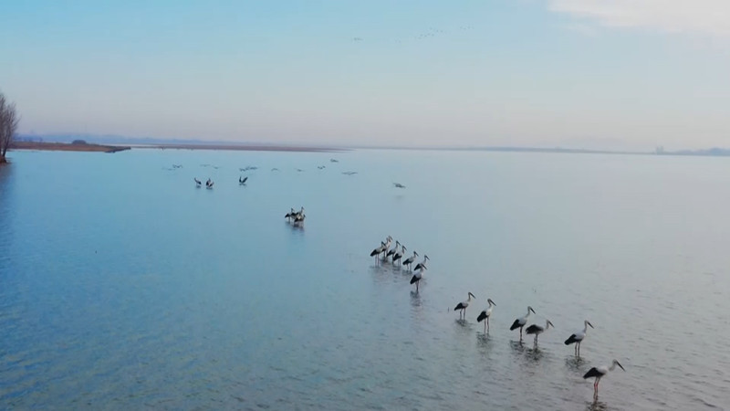 白鶴歸來獾子洞 沈陽法庫迎來候鳥遷徙高峰期