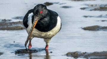 中國故事｜濕地“追鳥人”
