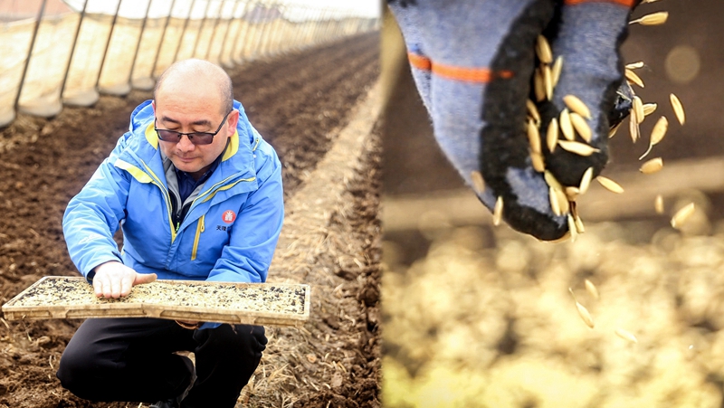 黑土地上的寒地“育種人”