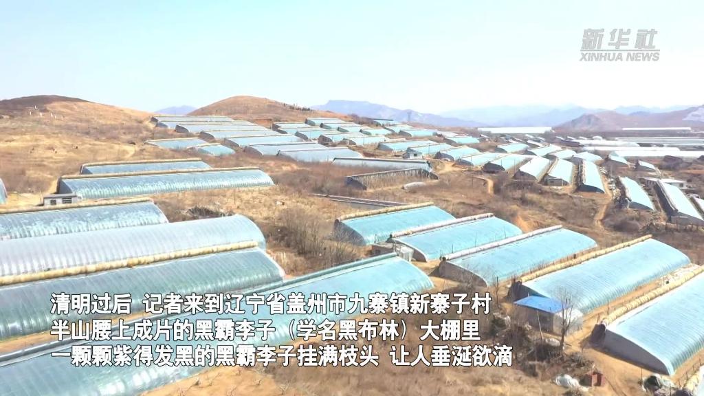 東北小山村種出特色果